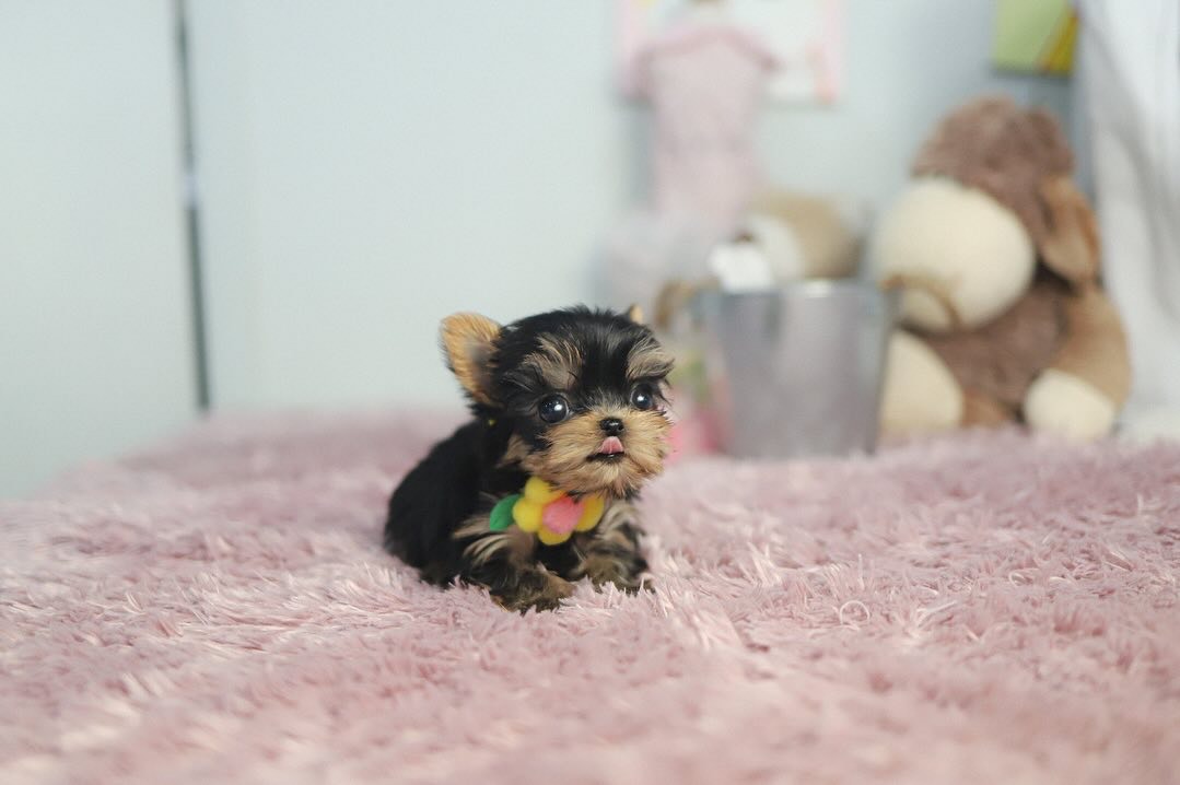 Teacup Yorkie